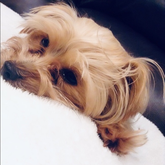 Meet your Posher, Allisøn🌻 - Picture 4 of 5